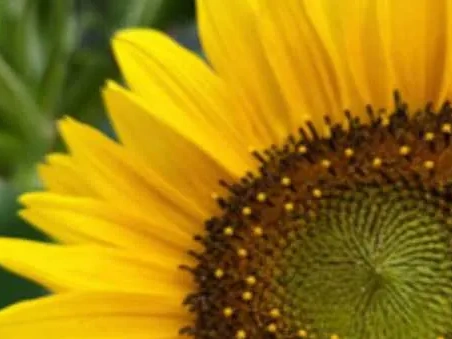 Before AI upscaling: compressed sunflower closeup